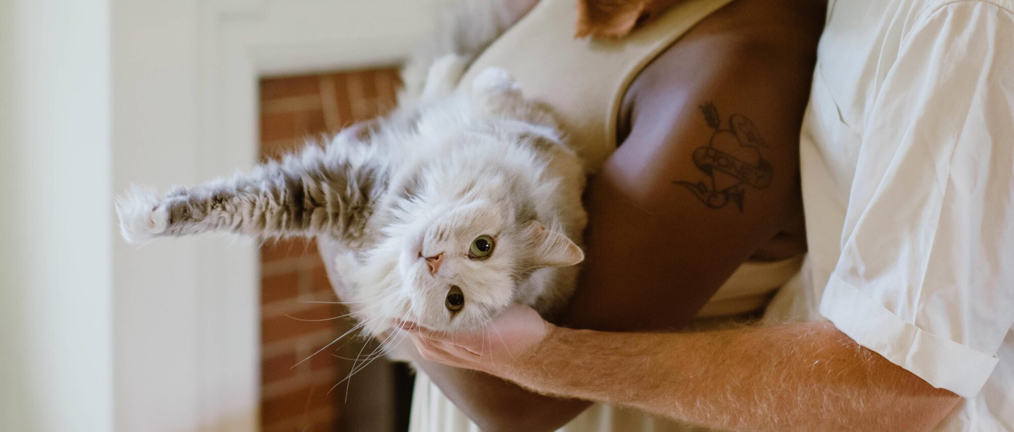 cat laying in the hands of a couple.